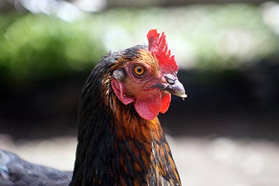 Hühner am Marchegghof