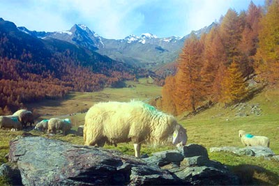 Schafe am Marchegghof